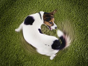 why-do-dogs-chase-their-tails